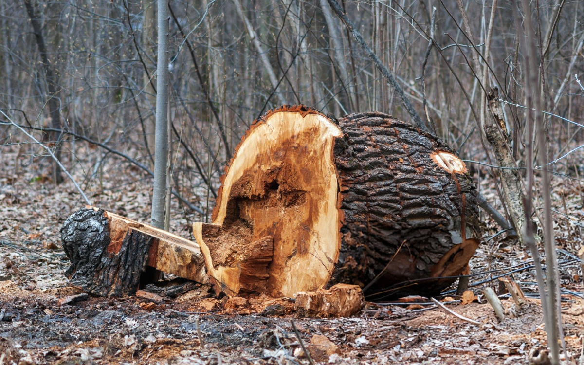 stump3
